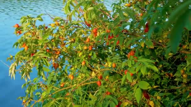 川の近くの木の枝に赤いバラの実を熟す — ストック動画