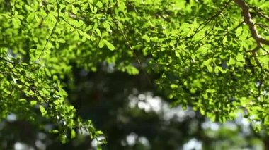 Fildişi sahili badem dalı ya da güneş ışığıyla siyah afara, seçici odaklı