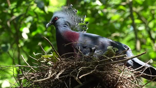 Victoria Crowned Pigeon Goura Victoria Ptačí Hnízdo Větvi Stromu Dešti — Stock video