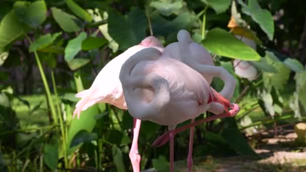 Ροζ Φλαμίνγκο Φλαμίνγκο Πουλιά Καθαρίζει Φτερά Κοντά Στη Λίμνη Μια — Αρχείο Βίντεο