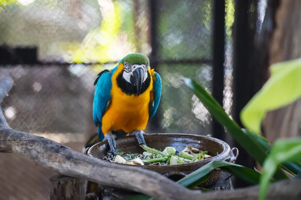 Gros Plan Macawcute Mignon Oiseau Coloré Faune Ara Bleu Jaune — Photo