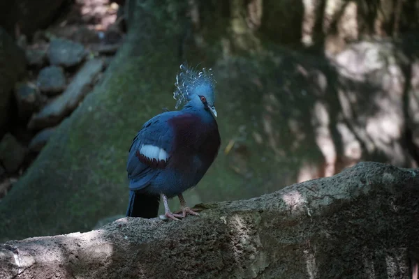Victoria Crowned Pigeon Goura Victoria Standing Rock Animal Conservation Protecting — Stock Photo, Image