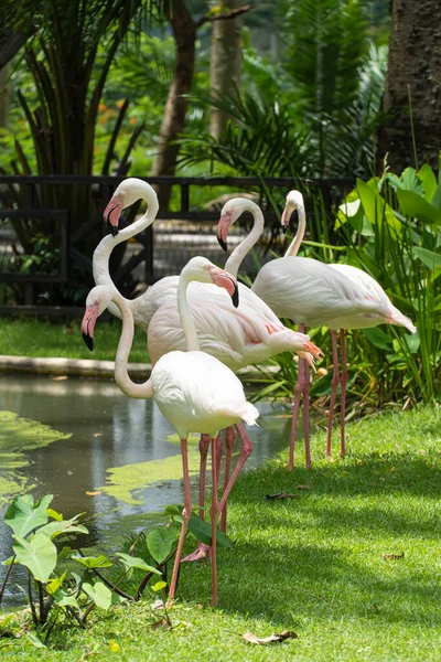 Oiseaux Flamants Roses Près Étang Par Une Journée Ensoleillée Conservation — Photo