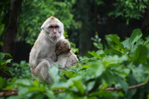 Moeder Aap Met Baby Aap Boom Het Bos Nadat Regen — Stockfoto