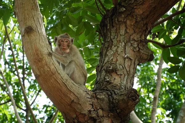 Ormandaki ağaçtaki maymun. Hayvanların korunması ve ekosistemlerin korunması kavramı.