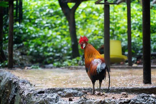 Bantam Cock Beautiful Thai Bantam Chicken Fram Rain Stops Animal — Stock Photo, Image