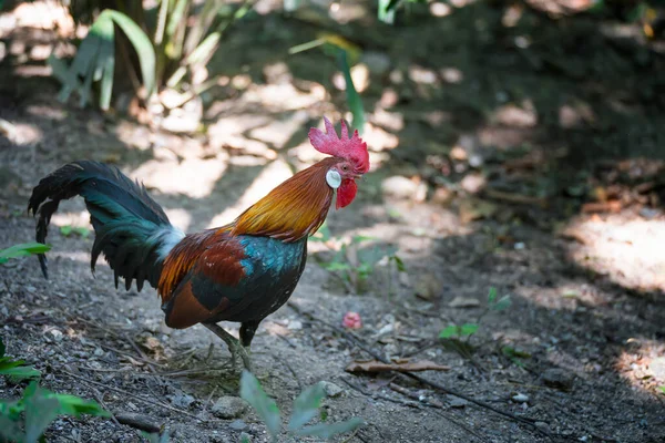 Bantam Cock Beautiful Thai Bantam Chicken Fram Animal Conservation Protecting — Stock Photo, Image