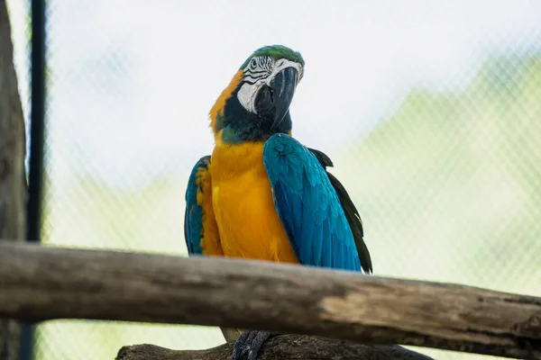 Closeup Macawcute Cute Bird Colorful Wildlife Blue Yellow Macaw Tree — стоковое фото