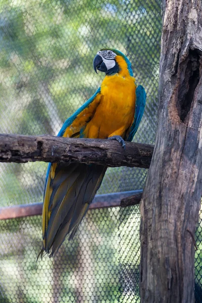 Closeup Macawcute Cute Bird Colorful Wildlife Blue Yellow Macaw Tree — стоковое фото
