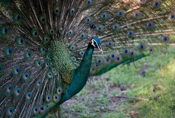 Magnifique Oiseau Paon Indien Paon Indien Dans Jardin Conservation Des — Photo