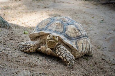 Geochelone sulcata, Sulcata kaplumbağası, Afrika mahmuzlu kaplumbağası yerde yürüyor ve kameraya bakıyor, hayvanları koruyor ve ekosistemleri koruyor.. 