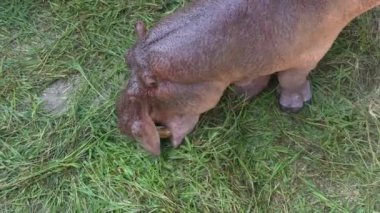 Hippopotamus amfibi, su aygırlarının ot yemesi, hayvanların korunması ve ekosistem konseptinin korunması..