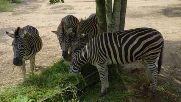 Zebre Mangiare Erba Conservazione Degli Animali Proteggere Concetto Ecosistemi — Video Stock