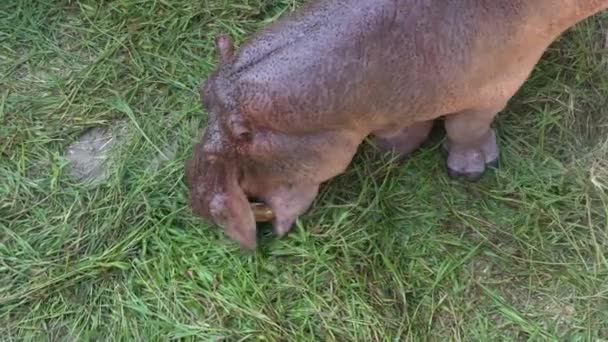 Hippopotamus Amfibie Bovenaanzicht Van Nijlpaarden Die Gras Eten Behoud Van — Stockvideo