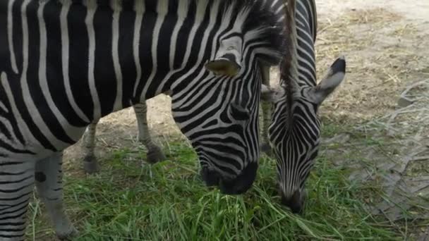 Zebra Die Gras Eten Dierenbescherming Ecosysteembescherming — Stockvideo