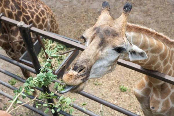 Giraffe Knabbert Blättern Und Ist Der Größte Wiederkäuer Auf Der — Stockfoto