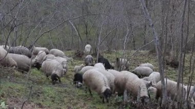 Dişi çoban ve koyun sürüsü ormanda sisli bir gündoğumunda.