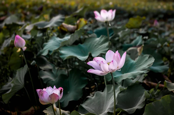 Lotus Rose Clair Fleurissant Parmi Les Feuilles Profondes Sombres Avec — Photo