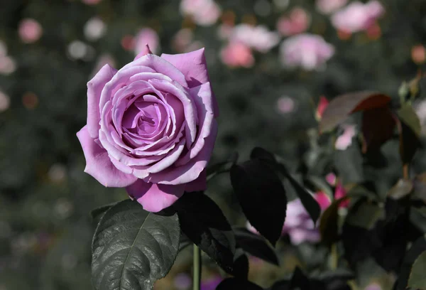 Rosa Púrpura Jardín Con Iluminación Solar —  Fotos de Stock