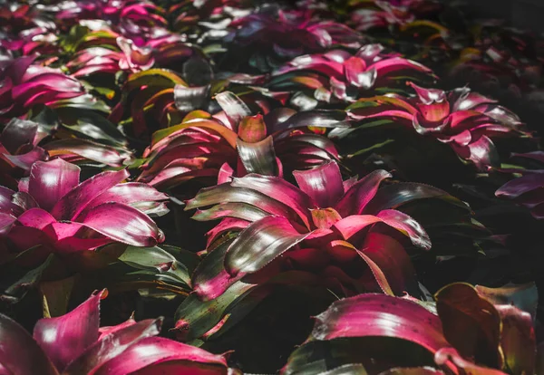 Pink Bromeliad plant with sun lighting and dark shadow.