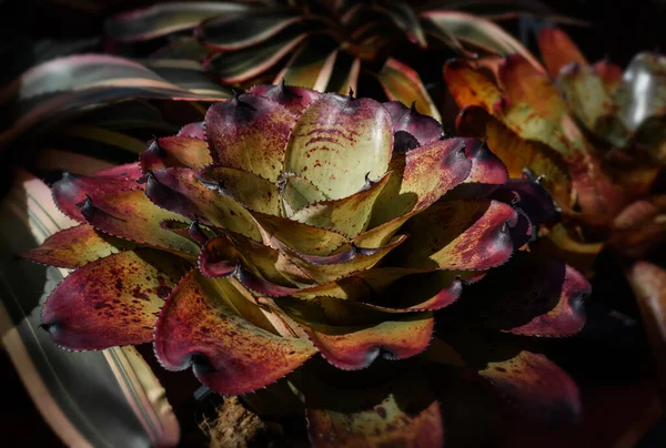 Bromeliad plant with sun lighting and dark shadow.