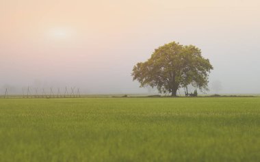 One big tree in the rice paddy field with thick fog low and soft lighting lanscape.