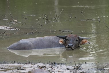 Asya Su Bufalosu çamur gölünde dinleniyor ve kameraya bakıyor..
