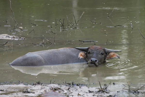 Asya Su Bufalosu çamur gölünde dinleniyor ve kameraya bakıyor..