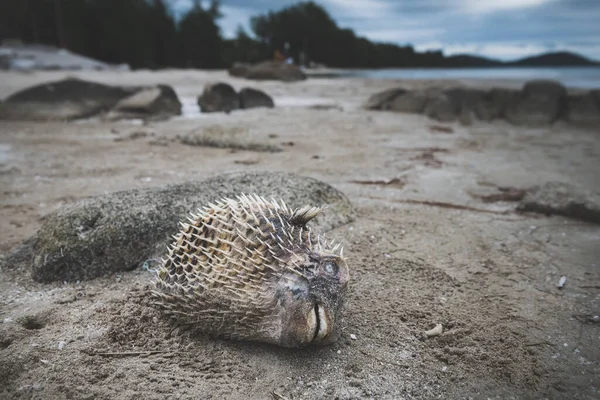 Death Puffer Fish Carcass Beach Low Lighting — Stock Photo, Image