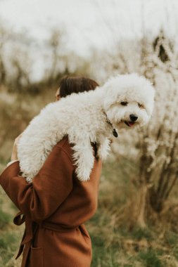 Şirin mutlu bizon friz köpek sahibinin ellerinde, omzunda oturuyor.