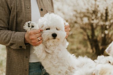Şirin mutlu bizon friz köpek sahibinin ellerinde, omzunda oturuyor.