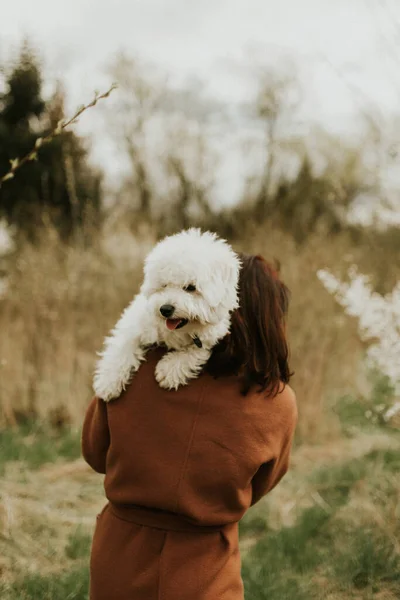 Cute Happy Bichon Frise Dog Owners Hands Sitting Shoulder — Stock Photo, Image