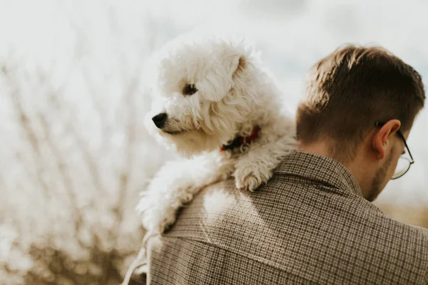 Mignon Chien Heureux Bichon Frise Dans Les Mains Des Propriétaires — Photo