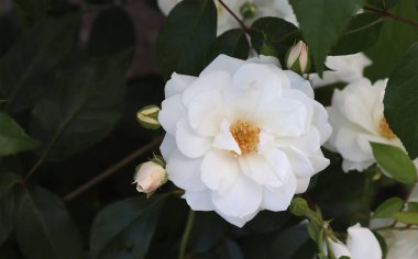 Bahçede açan beyaz gül çiçeği. 