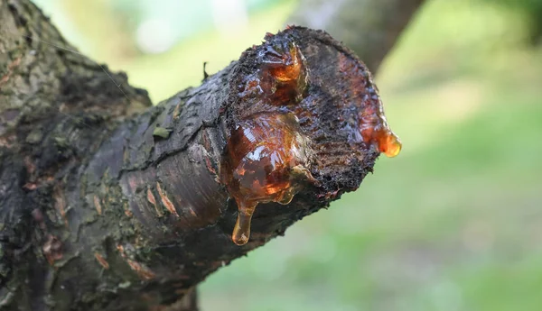 Cherry Gum Gum Tree — Stock Photo, Image