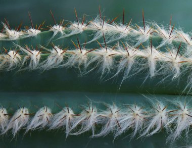 Keskin iğneli yumuşak yeşil kaktüs..