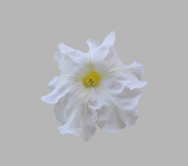 Flor Petúnia Branca Fundo Cinza Isolado — Fotografia de Stock