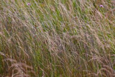Yazın şehir dışında çimenler yetişiyor. 