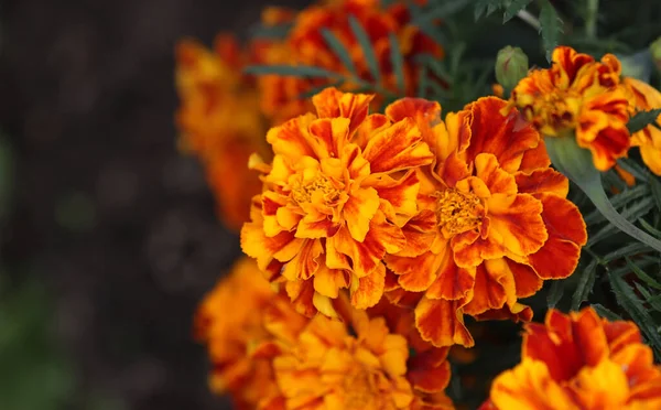 Narancs Sárga Körömvirág Virágok Kertben — Stock Fotó