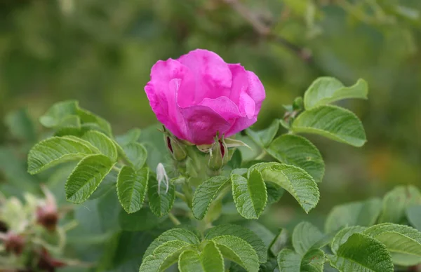 Цвіте Дика Троянда Дика Рослина Фіолетові Квіти — стокове фото