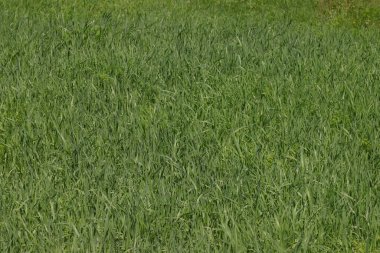 Doğal yeşil çimen arka planı, taze çimen manzarası. 