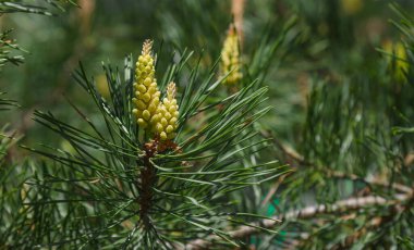 Çam ağacında büyüyen güzel kozalaklar iğnelerin arasında, yakın çekim manzarası.