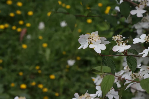 Ανθοφορία Του Φυτού Viburnum Είναι Διπλωμένη Λευκά Άνθη — Φωτογραφία Αρχείου