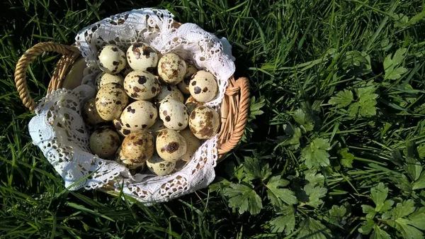 Quail Eggs Basket White Lace Green Grass — Stock Photo, Image