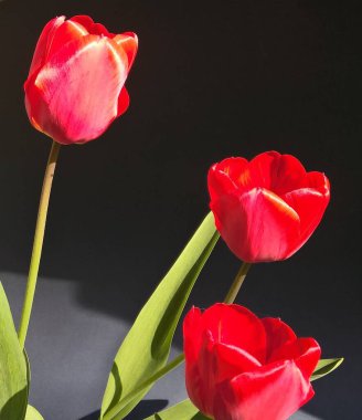 Siyah ve gri tek renkli arka planda yaprakları olan üç güzel parlak, parlak, kırmızı lalenin görüntüsünü kapat 