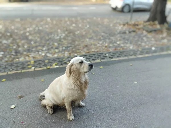 Lost Cream Colored Dog Similar Golden Retriever Big Sad Eyes — Fotografia de Stock