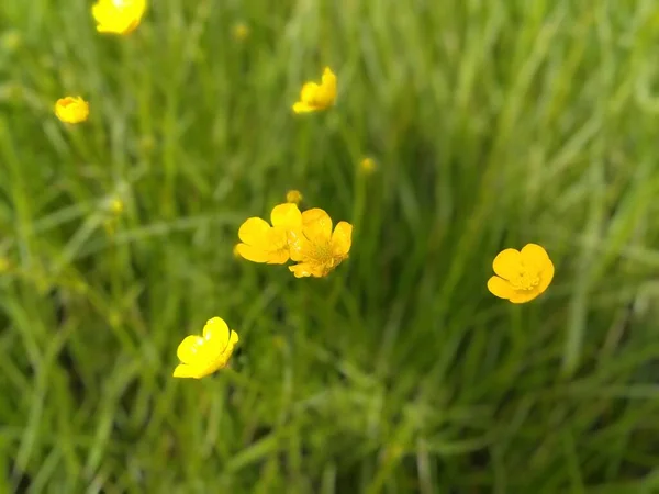 Blurred Faded Image Meadow Grass Leaves Soil Sunshine Yellow Field — ストック写真