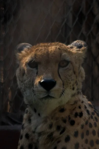 Algemeen Schot Met Zoom Naar Cheeta Gezicht Dierentuin — Stockfoto