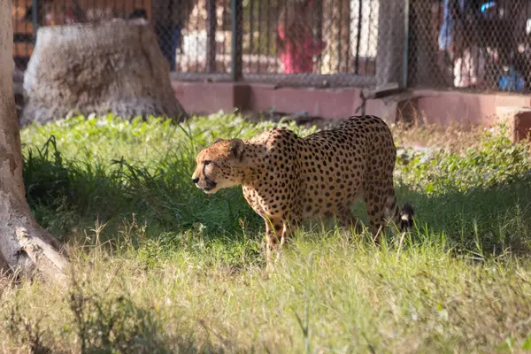 Guépard Plein Air Dans Zoo — Photo