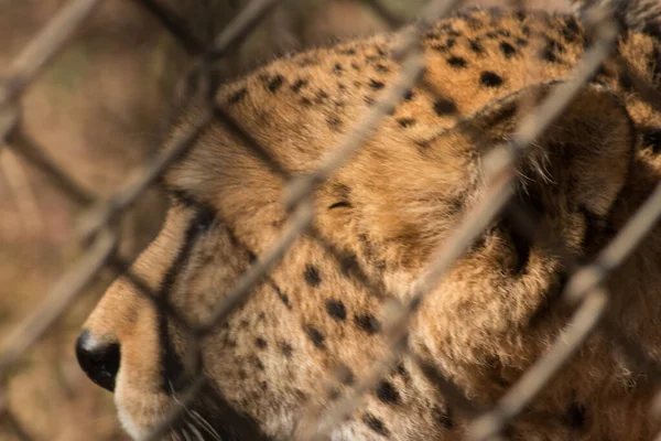 Close Aan Een Cheeta Hoofd — Stockfoto